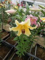 [4436 PO33 Tollo No01.JPG]